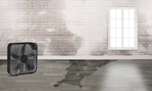 Best Basement water damage restoration  in Winfield, MO